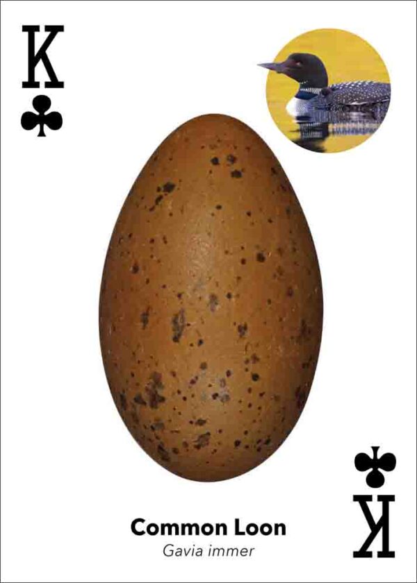 Bird Eggs Playing Cards - Image 3