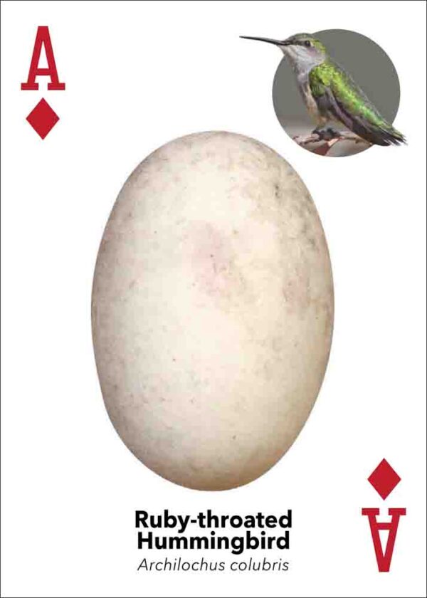 Bird Eggs Playing Cards - Image 4