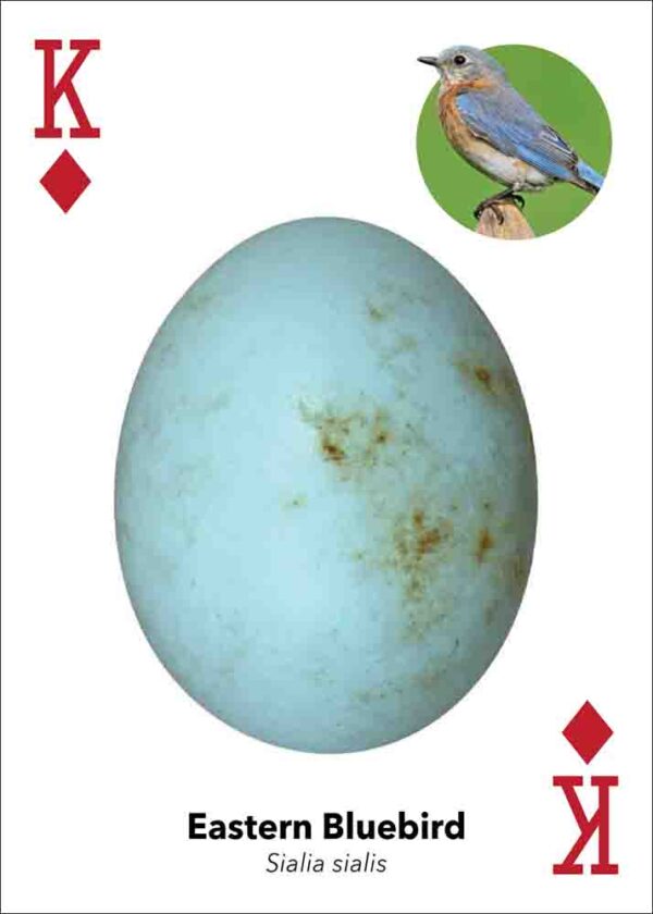 Bird Eggs Playing Cards - Image 5