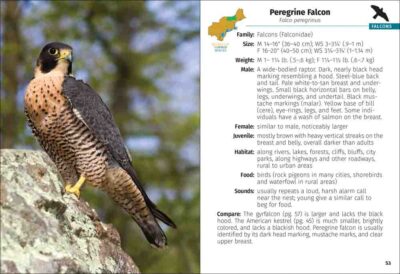Birds of Prey of the Northeast Field Guide - Image 2