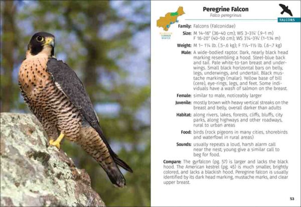 Birds of Prey of the Northeast Field Guide - Image 2