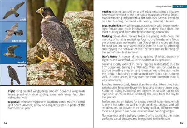 Birds of Prey of the Northeast Field Guide - Image 3