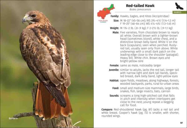 Birds of Prey of the Northeast Field Guide - Image 4