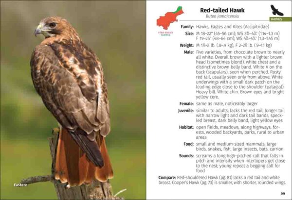 Birds of Prey of the Northeast Field Guide - Image 2