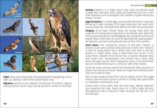 Birds of Prey of the Northeast Field Guide - Image 3