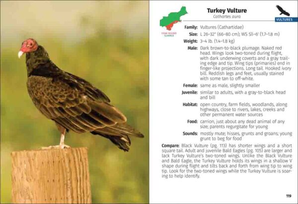 Birds of Prey of the Northeast Field Guide - Image 4