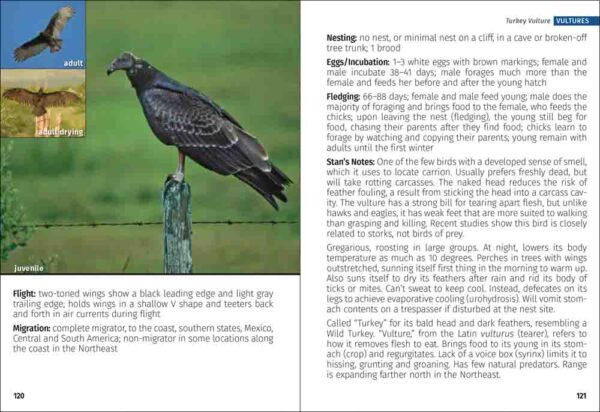 Birds of Prey of the Northeast Field Guide - Image 5