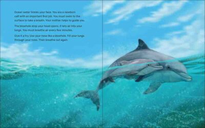 What Will the Dolphin Do? - Image 3