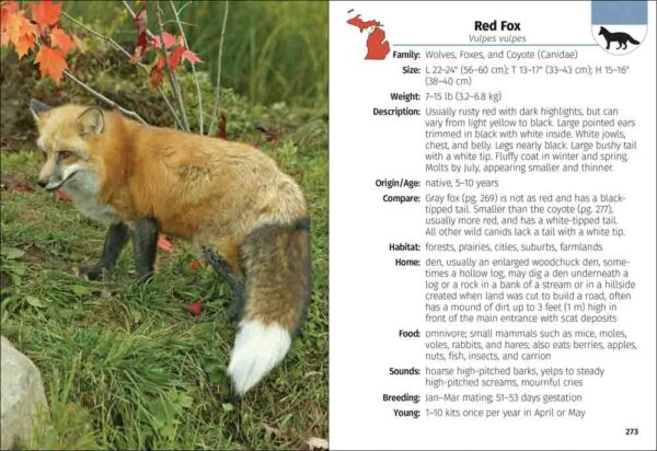 Mammals of Michigan Field Guide - Image 2