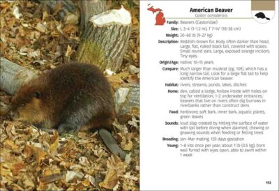 Mammals of Michigan Field Guide - Image 3