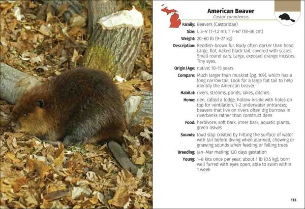 Mammals of Michigan Field Guide - Image 3