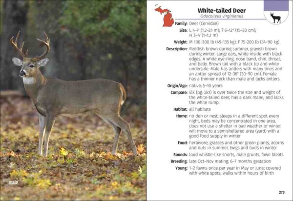 Mammals of Michigan Field Guide - Image 4