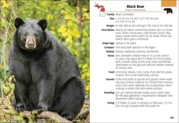 Mammals of Michigan Field Guide - Image 5