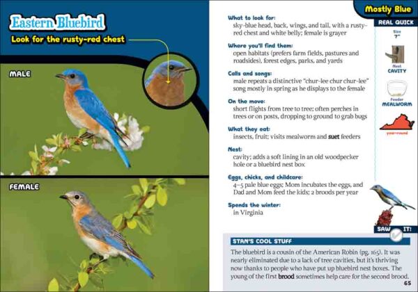 Kids' Guide to Birds of Virginia - Image 3