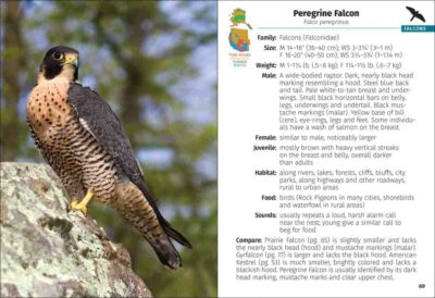 Birds of Prey of the West Field Guide - Image 2