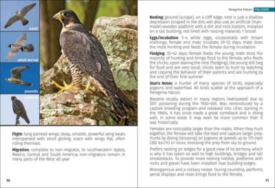 Birds of Prey of the West Field Guide - Image 3