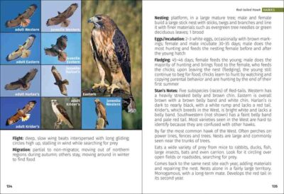 Birds of Prey of the West Field Guide - Image 4