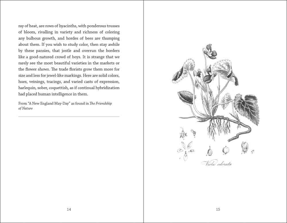 Meditations of Mabel Osgood Wright - Image 5