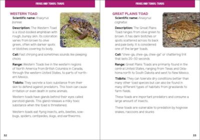Reptiles & Amphibians for Kids - Image 2
