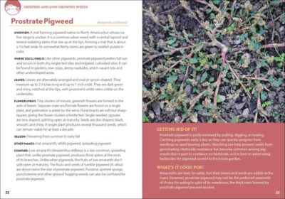 Common Backyard Weeds of the Pacific Northwest - Image 2