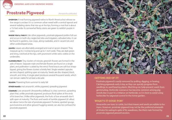 Common Backyard Weeds of the Pacific Northwest - Image 2