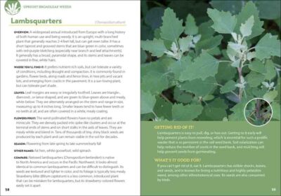 Common Backyard Weeds of the Pacific Northwest - Image 3