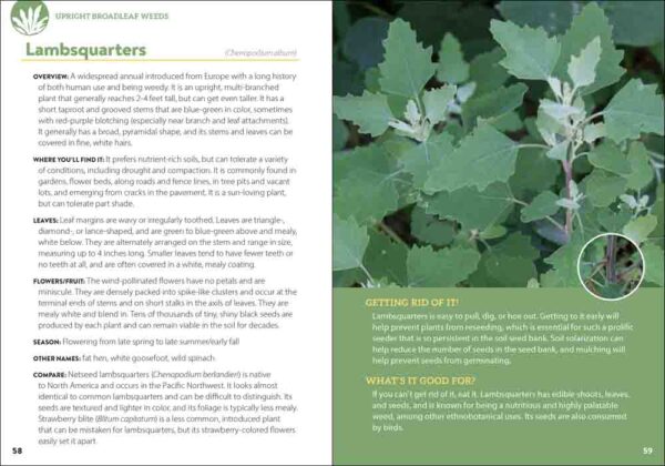 Common Backyard Weeds of the Pacific Northwest - Image 3