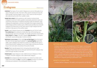 Common Backyard Weeds of the Pacific Northwest - Image 4