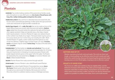Common Backyard Weeds of the Midwest - Image 2