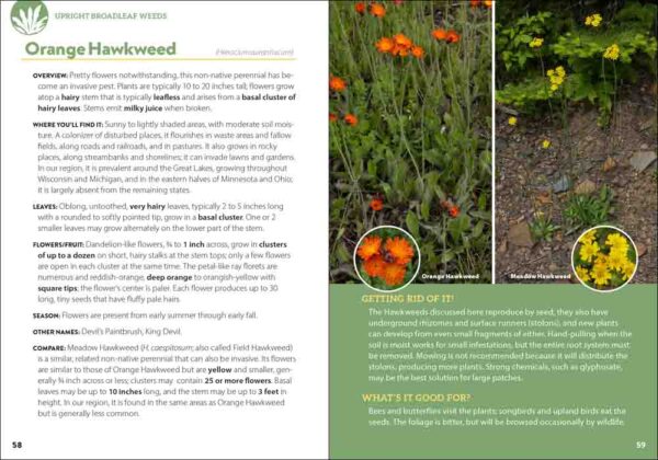 Common Backyard Weeds of the Midwest - Image 3