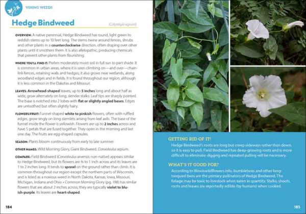 Common Backyard Weeds of the Midwest - Image 4