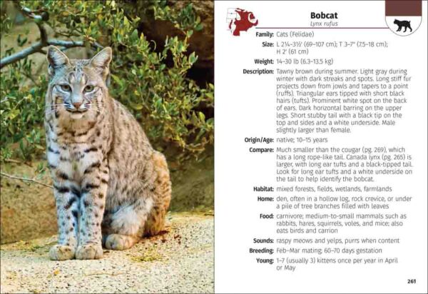 Mammals of the Midwest Field Guide - Image 2