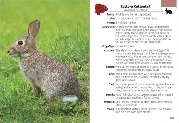 Mammals of the Midwest Field Guide - Image 4
