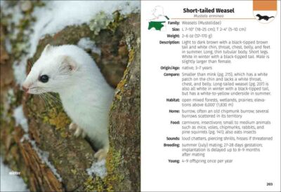 Mammals of the Northwest Field Guide - Image 4