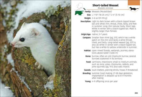 Mammals of the Northwest Field Guide - Image 4