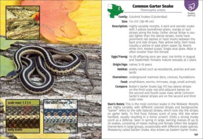 Reptiles & Amphibians of the Midwest Field Guide - Image 4