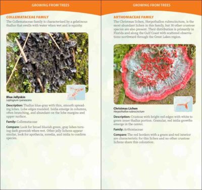Common Lichens of the Eastern United States - Image 2