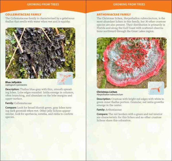 Common Lichens of the Eastern United States - Image 2