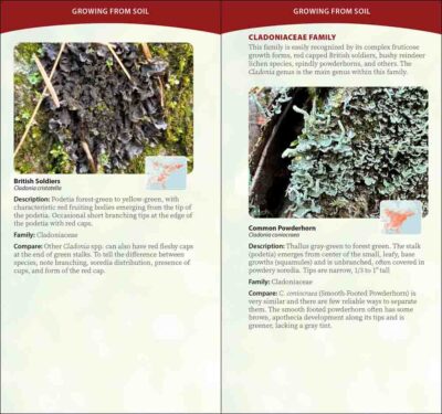 Common Lichens of the Eastern United States - Image 3