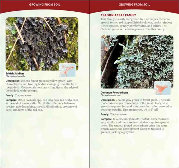 Common Lichens of the Eastern United States - Image 3