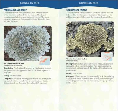 Common Lichens of the Eastern United States - Image 4