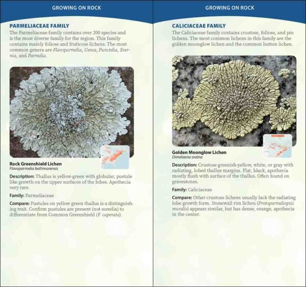 Common Lichens of the Eastern United States - Image 4