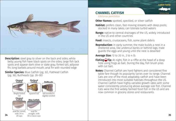 Freshwater Fish of North America Field Guide - Image 2