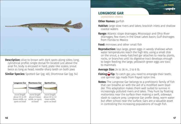 Freshwater Fish of North America Field Guide - Image 3