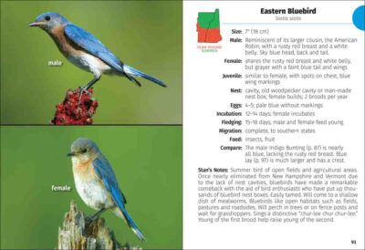 Birds of New Hampshire & Vermont Field Guide - Image 4