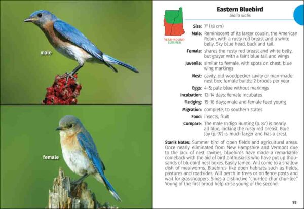 Birds of New Hampshire & Vermont Field Guide - Image 4