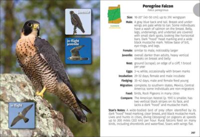 Birds of New Hampshire & Vermont Field Guide - Image 2
