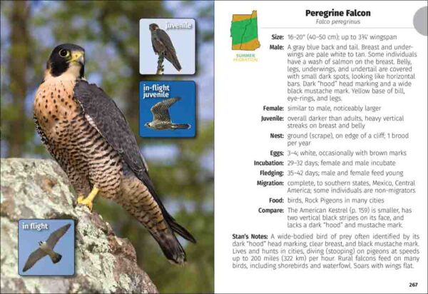 Birds of New Hampshire & Vermont Field Guide - Image 2