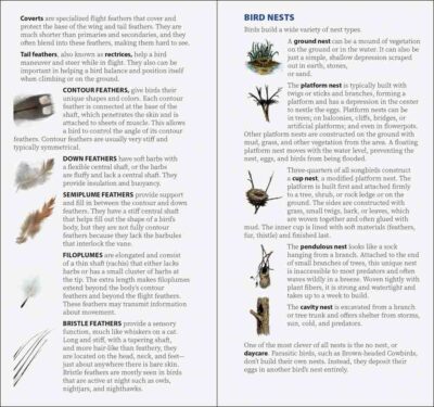 Bird Feathers & Eggs of California - Image 2