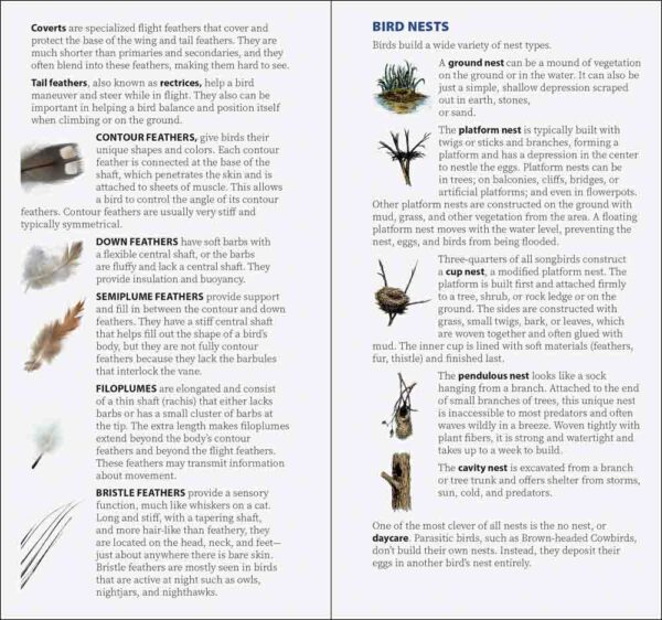 Bird Feathers & Eggs of California - Image 2